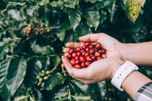D'où vient le café?